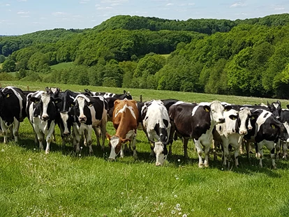 Luxuscamping - Saarland - unsere Milchkühe auf der Weide. - Ur Laub`s Hof Zirkuswagen auf dem Ur Laub`s Hof